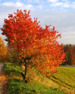 Herbst in Österreich